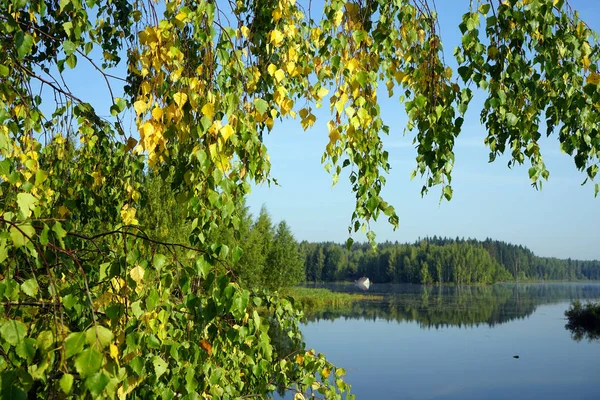 Betulle Vicino Lago Blu Russia — Foto Stock