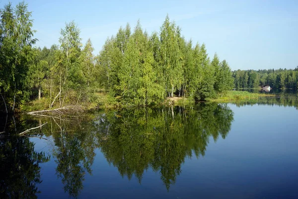 Björkar Nära Blue Lake Ryssland — Stockfoto