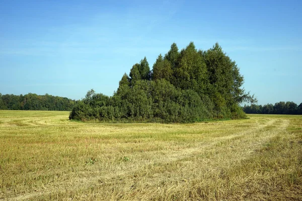 Veld Oogst Groene Bomen Rusland — Stockfoto