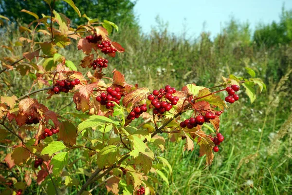 Vibrnum Pulus Červené Bobule Podzimní Pole — Stock fotografie