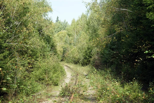 Verlassene Eisenbahn Wald — Stockfoto