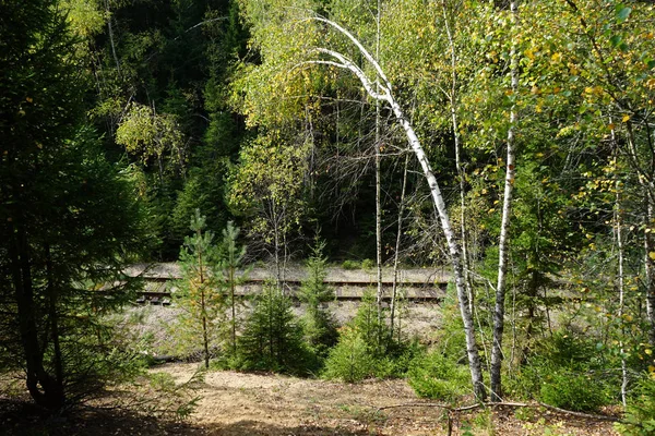 Ferrocarril Abandonado Bosque — Foto de Stock