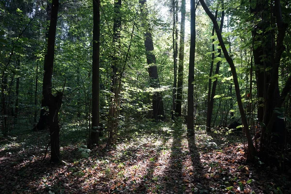 Slunečního Záření Létě Lese — Stock fotografie