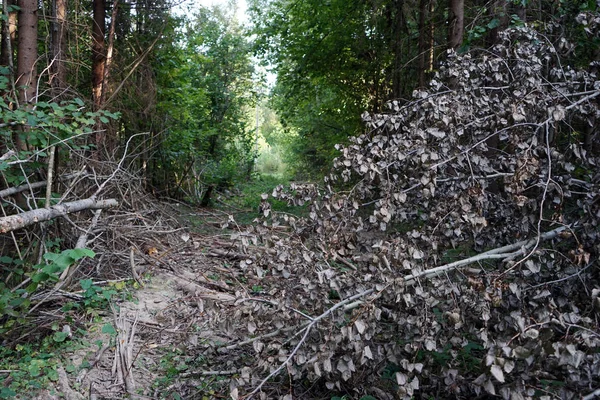 Fallen Tree Hiking Trail Moscow Region Russia — Stock Photo, Image