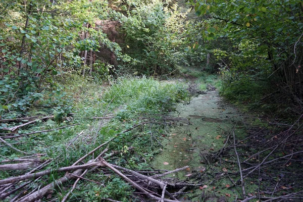 Chemin Terre Humide Dans Forêt — Photo