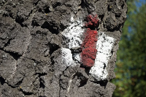 Marca Blanca Roja Árbol —  Fotos de Stock