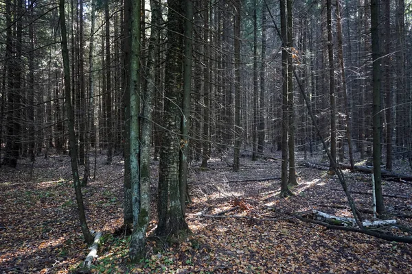 Spurce Fák Erdőben — Stock Fotó