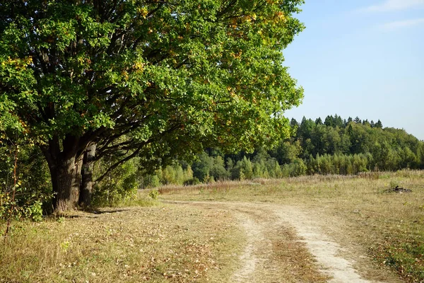 Wandelpad Buurt Van Eik Moscow Region Rusland — Stockfoto