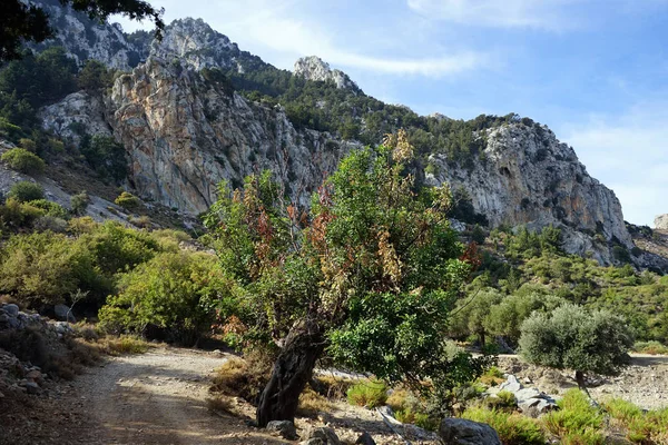 Jalan Tanah Lereng Gunung Siprus Utara — Stok Foto