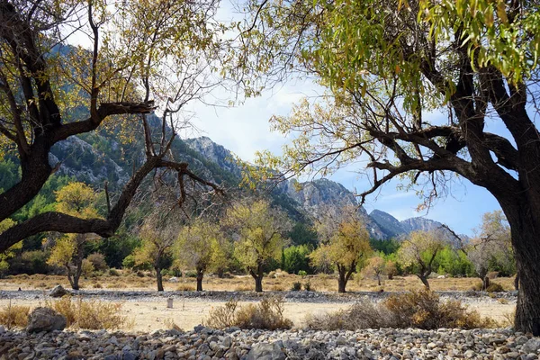 Árvores de outono — Fotografia de Stock