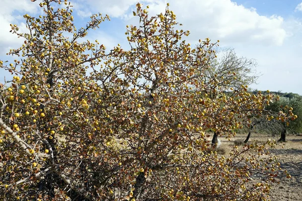 果园里的黄山楂灌木和树木 — 图库照片