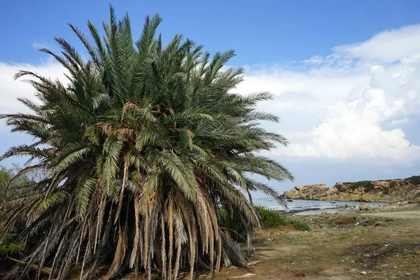 One Big Palm Tree Beach North Cyprus — Stock Photo, Image
