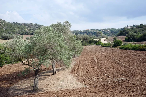 Olivenbäume Und Gepflügtes Land Nordzypern — Stockfoto