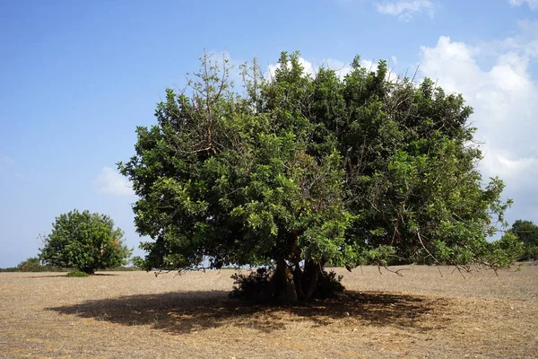キプロスの圃場に 本の木 — ストック写真