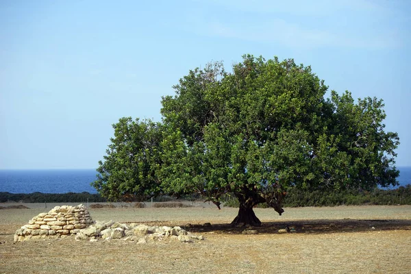Einsamer Baum Auf Dem Feld — Stockfoto