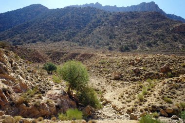 Yeşil ağaç gorge Dana Milli Park, Jordan