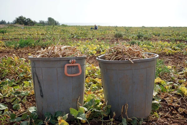 Plastic baskets with greebn beans on the farm field