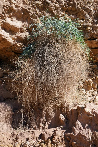 Bush Rock Wall — Stock Photo, Image