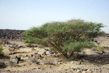 Kayanın içindeki büyük akasya Ürdün'çöl
