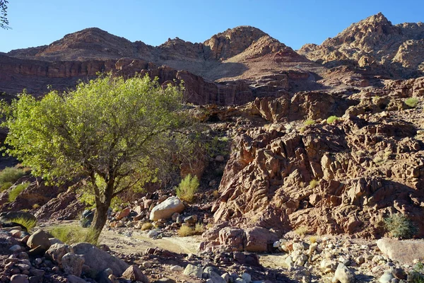 Acacia Δέντρο Στο Wadi Dana Εθνικό Πάρκο Ιορδανία — Φωτογραφία Αρχείου