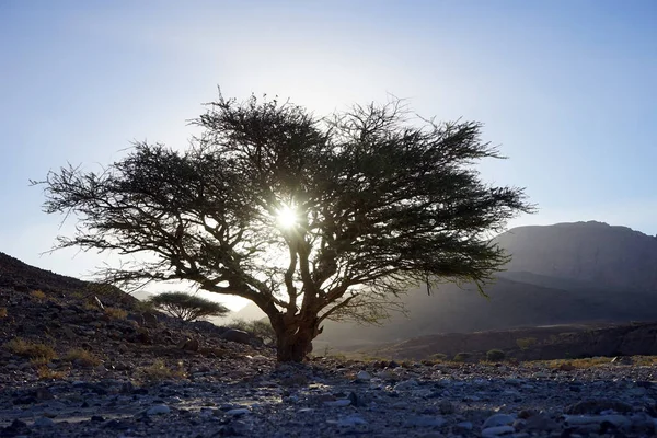 Acacia Träd Med Solljus Rock Öknen Jordan — Stockfoto