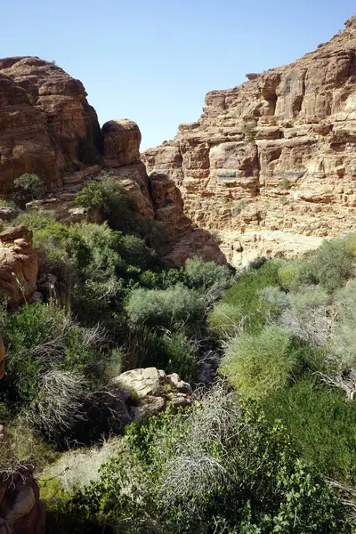 Oasis Verde Garganta Jordania — Foto de Stock