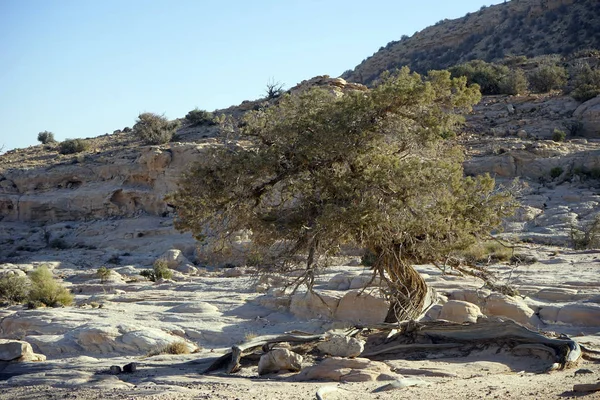 Árbol Saxaul Roca — Foto de Stock