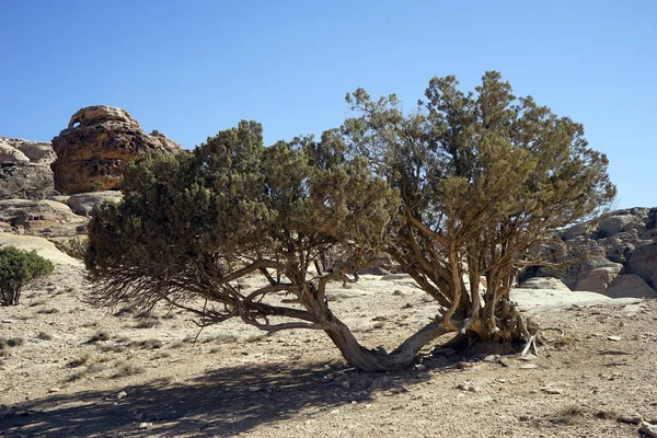 Árbol Acacia Gorfe Petra Pequeña — Foto de Stock