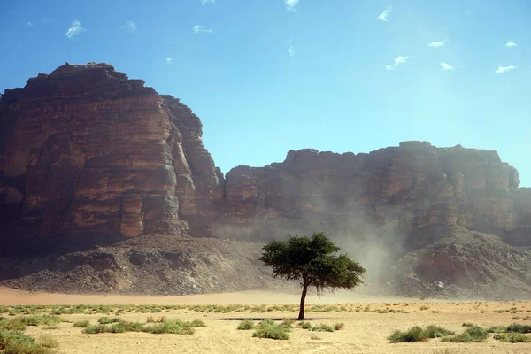 Самотнє Дерево Wadi Rum Пустелі Йорданія — стокове фото