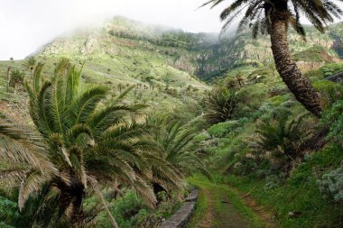 İz ve palmiye ağaçları adada La Gomera, İspanya