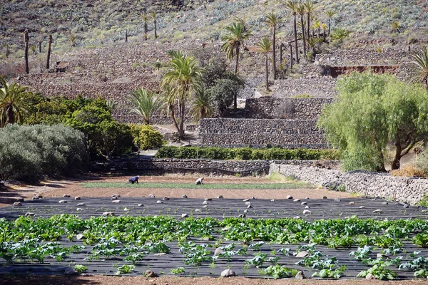 Сад Двумя Рабочими Острове Фалера Канарские Острова Испания — стоковое фото