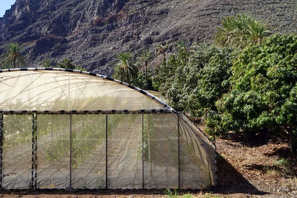 Groen Huis Met Tomaten Asnd Palmbomen — Stockfoto