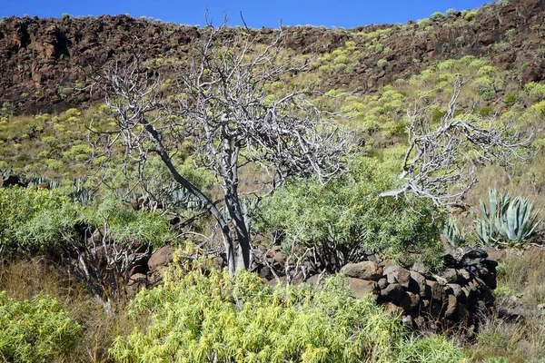 Tree Slope Mount Gomera Island Spain — Stock Photo, Image