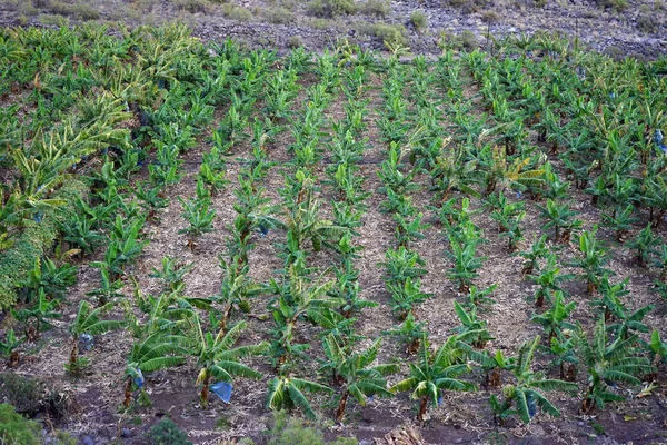 Bananplantage Gomera Canary Island Spanien — Stockfoto