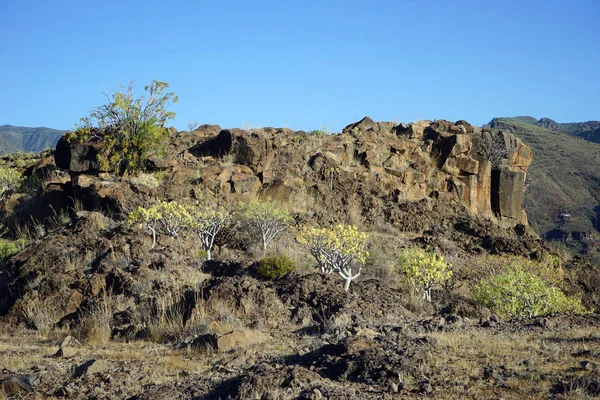 西班牙拉戈梅拉岛上的有树木的岩石 — 图库照片