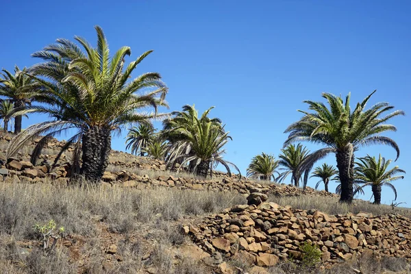 Palm Trees Rock Fence Gomera Island Spain — Stock Photo, Image