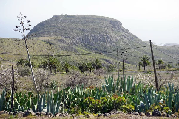 Monte Con Cactus Isla Gomera — Foto de Stock