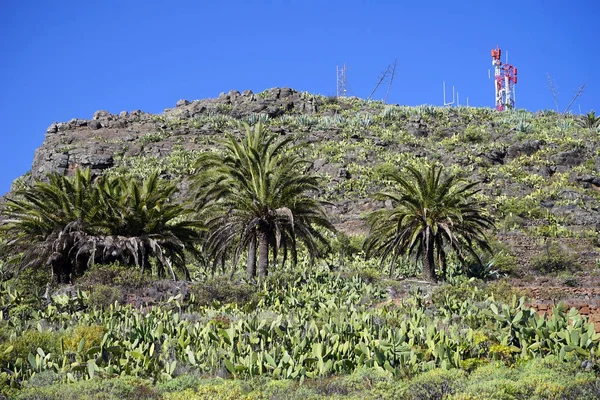Mont Avec Cactus Sur Île Gomera — Photo