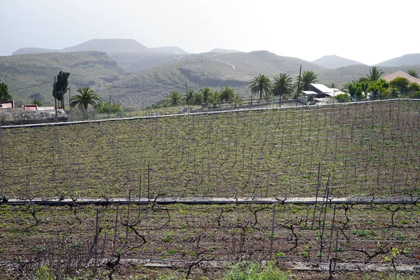 Young Vineyard Gomera Island Spain — Stock Photo, Image