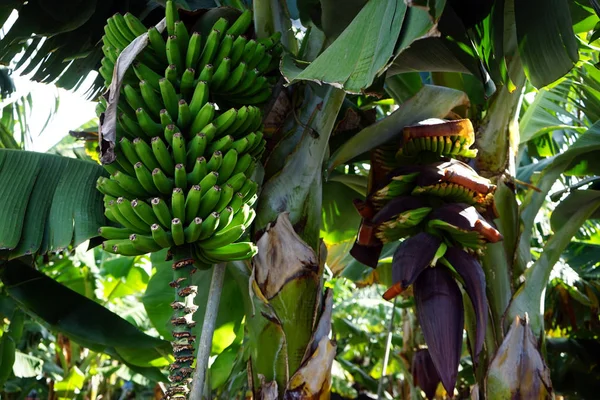 Frutos Banana Plantação — Fotografia de Stock