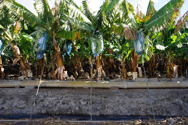 Banan Plantatiuon Och Asfalt Väg Gomera Spanien — Stockfoto