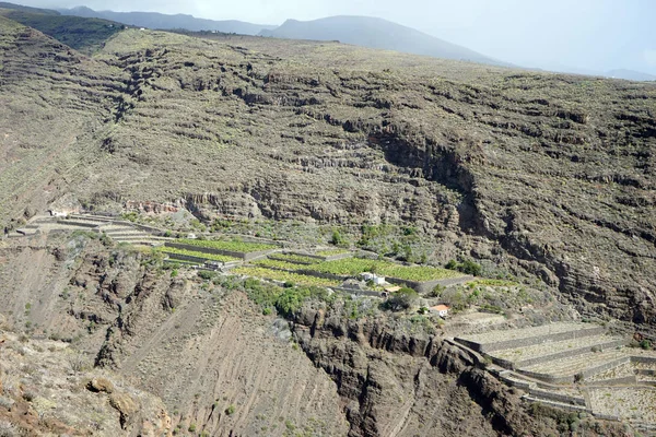 Plantacji Bananów Zboczu Skały Wyspie Gomera Hiszpania — Zdjęcie stockowe