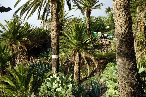 Palm Boom Grove Met Aspiary — Stockfoto