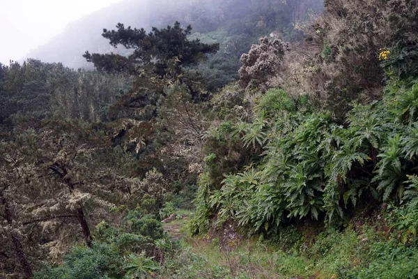 Dense Forest Gomera Island Spain — Stock Photo, Image