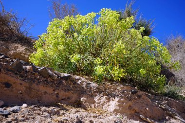 Büyük yeşil çimenlerin üzerinde kumul