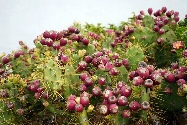 Opuntiacon Frutti Con Palline Rosa — Foto Stock