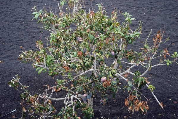 Δέντρο Μάνγκο Στο Ηφαίστειο Μαύρο Χώμα — Φωτογραφία Αρχείου