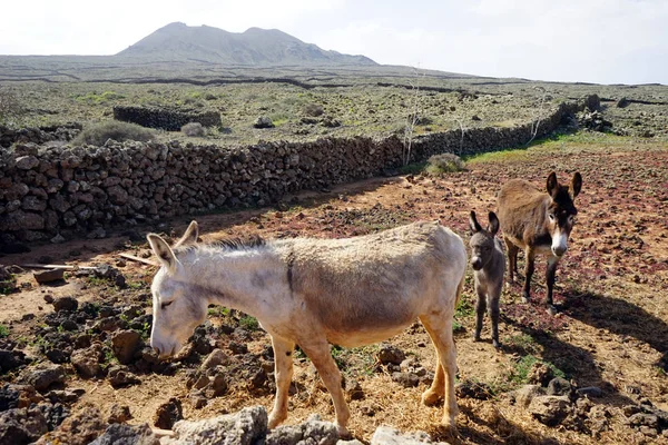 Asini Sui Terreni Agricoli Dell Isola Fuerteventura Spagna — Foto Stock