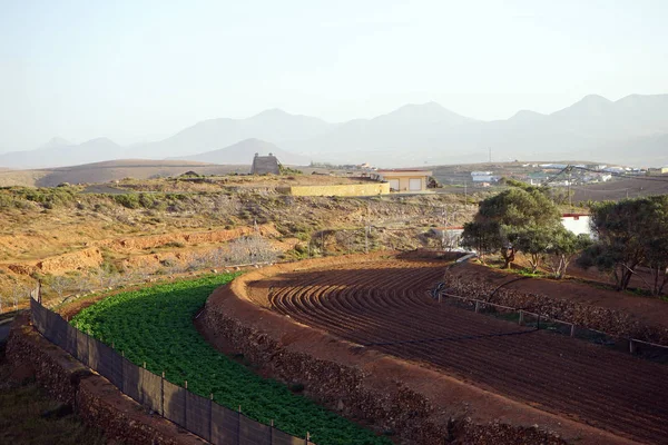 Landbouwgrond Het Eiland Fuerteventura Spanje — Stockfoto