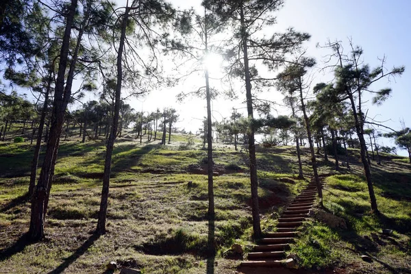 Sonnenlicht Wald Und Schritte Hang — Stockfoto